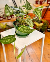 Monstera siltepecana ‘Ecuador’ - Plant Daddy