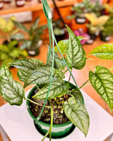 Monstera siltepecana ‘Ecuador’ - Plant Daddy