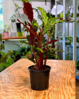 Calathea rufibarba - Plant Daddy