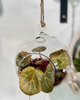 Planted Hanging Glass Bauble - Plant Daddy
