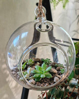 Planted Hanging Glass Bauble - Plant Daddy