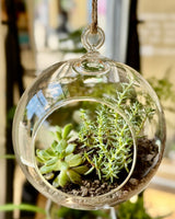 Planted Hanging Glass Bauble - Plant Daddy