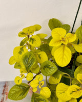 Plectranthus ciliatus ‘Troy's Gold’ - Plant Daddy