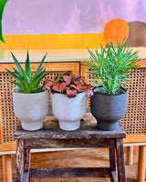 Pollux Ceramic Pot - Plant Daddy