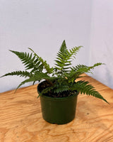 Polystichum tsus - simense - Plant Daddy