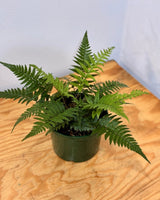Polystichum tsus - simense - Plant Daddy