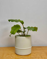 Pond Stoneware Pot - Plant Daddy