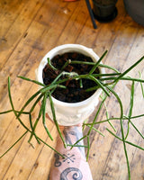 Potted Creations - Plant Daddy