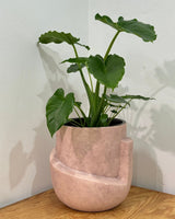 Relic Ceramic Pot - Plant Daddy