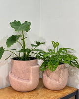 Relic Ceramic Pot - Plant Daddy