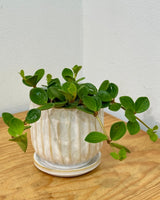 Renaissance Ceramic Pot - Plant Daddy