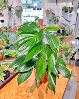 Rhaphidophora decursiva (Dragons Tail) - Plant Daddy