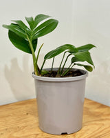 Rhaphidophora decursiva (Dragons Tail) - Plant Daddy