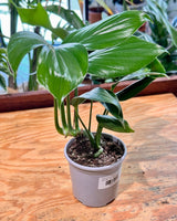 Rhaphidophora decursiva (Dragons Tail) - Plant Daddy