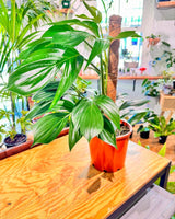 Rhaphidophora decursiva (Dragons Tail) - Plant Daddy