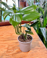 Rhaphidophora decursiva (Dragons Tail) - Plant Daddy