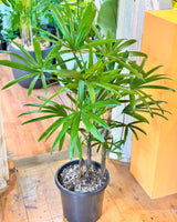 Rhapis excelsa (Lady Palm) - Plant Daddy