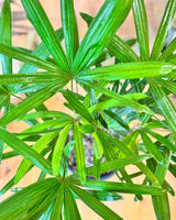 Rhapis excelsa (Lady Palm) - Plant Daddy