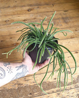 Rhipsalis baccifera f. horrida - Plant Daddy
