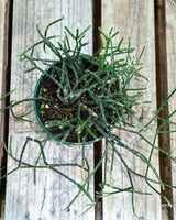 Rhipsalis baccifera f. horrida - Plant Daddy
