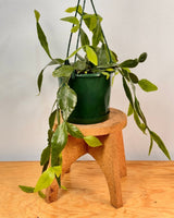 Rhipsalis elliptica (Brazilian Cacti) - Plant Daddy