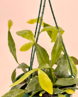 Rhipsalis elliptica (Brazilian Cacti) - Plant Daddy