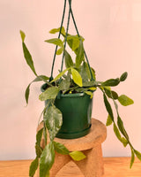 Rhipsalis elliptica (Brazilian Cacti) - Plant Daddy