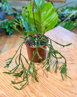 Rhipsalis ewaldiana - Plant Daddy