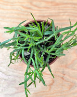 Rhipsalis micrantha - Plant Daddy
