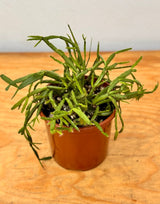 Rhipsalis micrantha - Plant Daddy