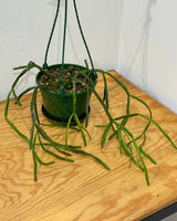 Rhipsalis trigona - Plant Daddy
