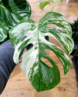 Monstera ‘Albo’ Cutting