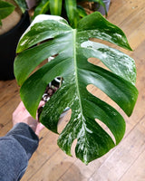 Monstera ‘Albo’ Cutting