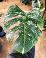 Monstera ‘Albo’ Cutting