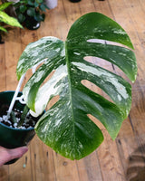 Monstera ‘Albo’ Cutting