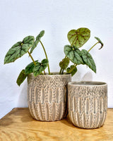 Seed Ceramic Pot - Plant Daddy