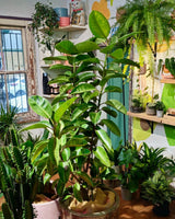 Ficus elastica ‘Shivereana’ - Plant Daddy