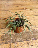 Rhipsalis baccifera f. horrida - Plant Daddy