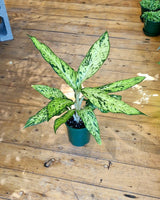 Dieffenbachia 'Star Bright' - Plant Daddy