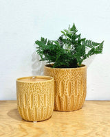 Seed Ceramic Pot - Plant Daddy