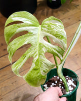 Monstera ‘Albo’ Cutting