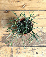 Rhipsalis baccifera f. horrida - Plant Daddy