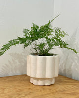 Sand Castle Ceramic Pot - Plant Daddy