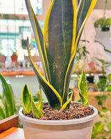 Sansevieria ‘Black Gold’ (Snake plant) - Plant Daddy