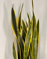 Sansevieria ‘Black Gold’ (Snake plant) - Plant Daddy
