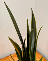 Sansevieria ‘Black Sword’ - Plant Daddy