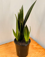 Sansevieria ‘Black Sword’ - Plant Daddy