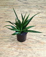 Sansevieria dooneri (Dwarf Sansevieria) - Plant Daddy