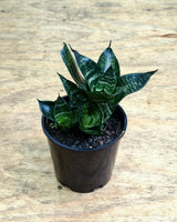 Sansevieria 'Hahnii' - Plant Daddy