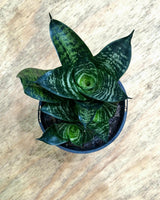 Sansevieria 'Hahnii' - Plant Daddy
